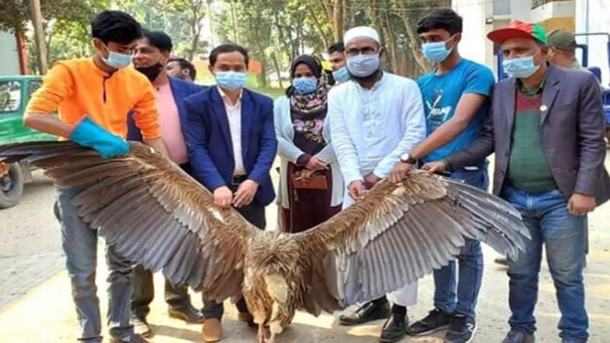 Himalayan vulture