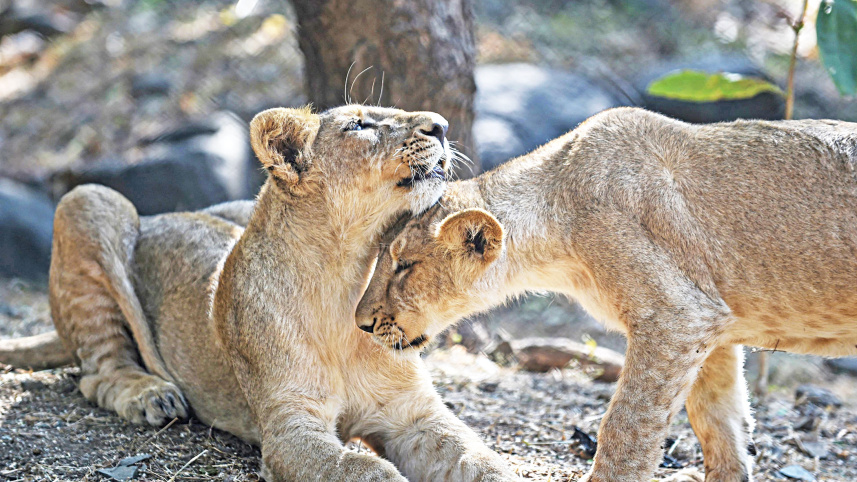 majestic-big-cats.jpg