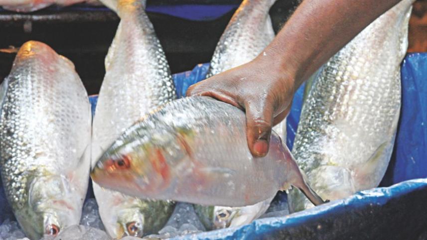 hilsa_fish_0.jpg