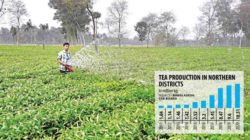 Tea-production.jpg