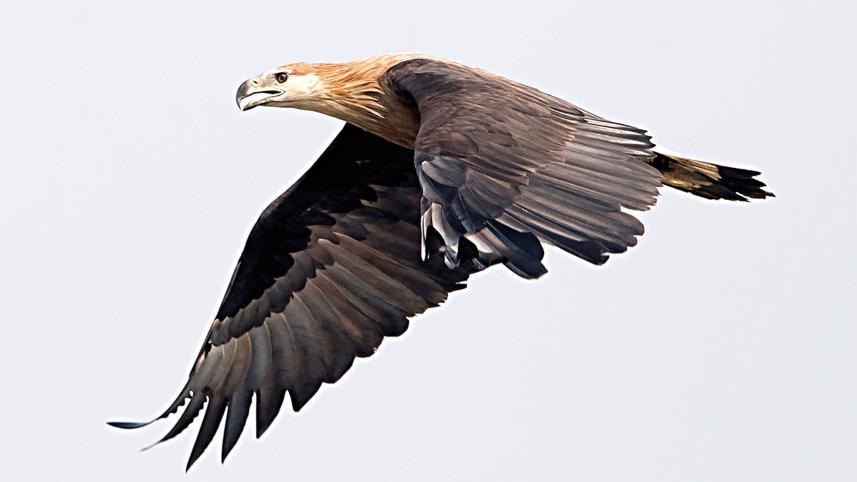 Pallas-Fish-Eagle.jpg