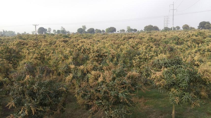 hybrid-mango-Chapainawabganj.jpg