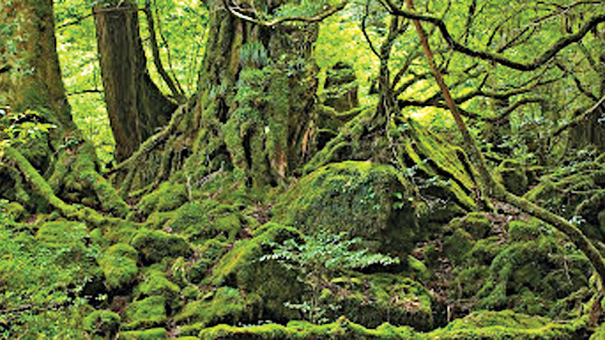 Tropical-forest.jpg