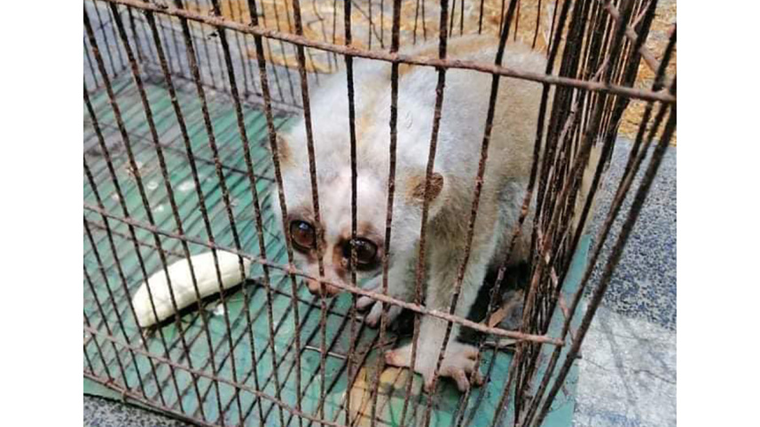 Lajjabati Banar-wb.jpg