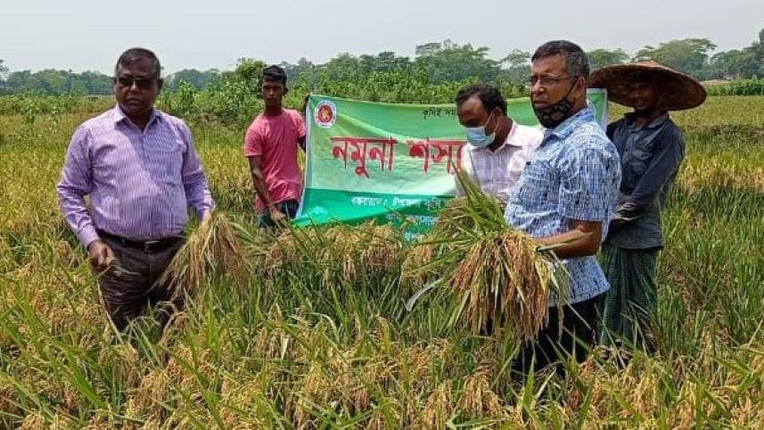 Boro-paddy-Final .jpg