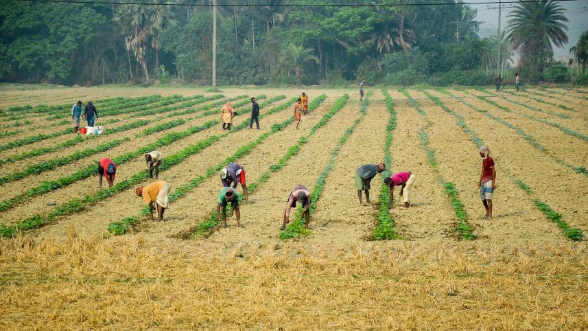 watermelon-field-Khulna-Batiaghata-upazila.jpg