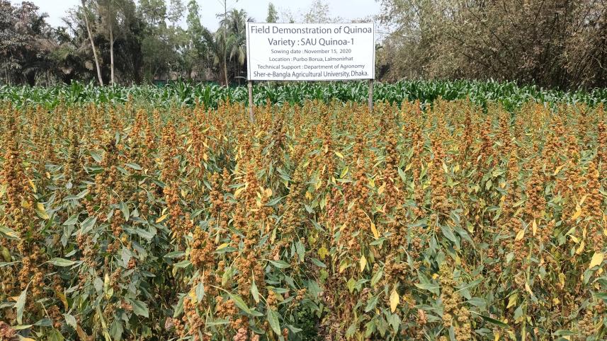 Lalmonirhat_quinoa_farming-03_1.jpg
