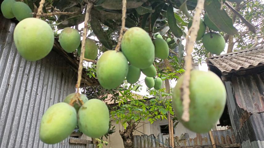 Untimely-rain-mango-growers-Lalmonirhat-Kurigram.jpg