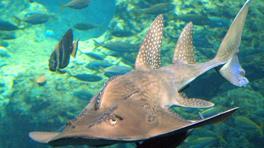 Bowmouth-Guitarfish-found-Bay-of-Bengal.jpg