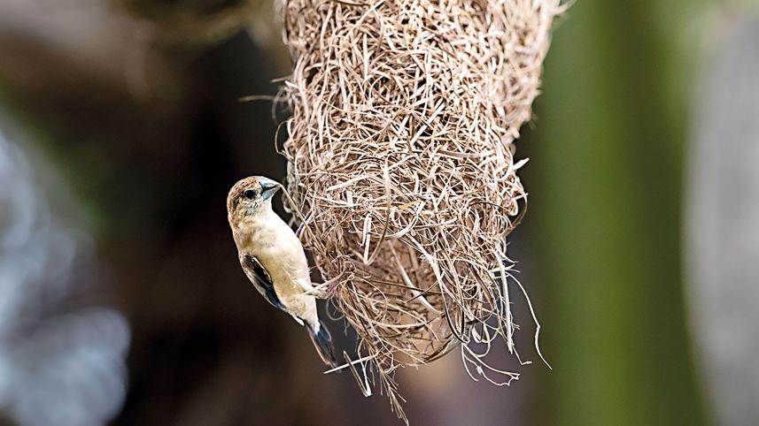 Silverbill-Munia.jpg