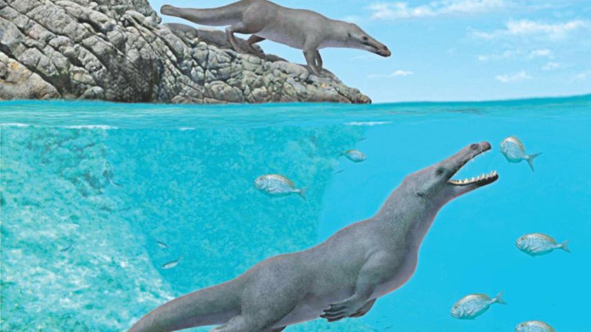 4 leg whale.jpg