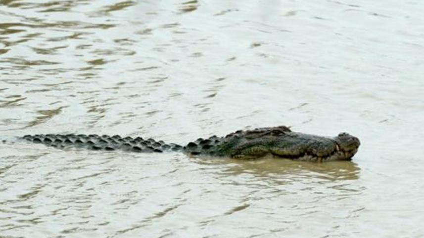 24-year-old British journalist, Paul McClean, have been killed by a crocodile