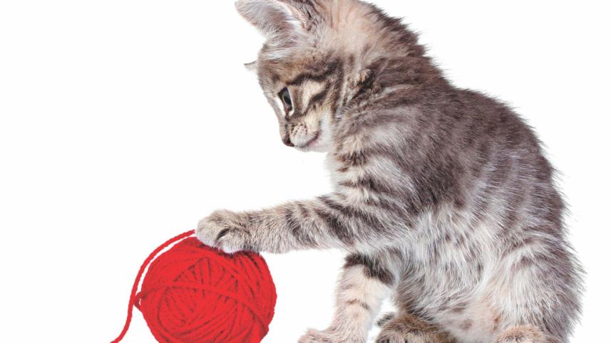 A day in the life of a cat