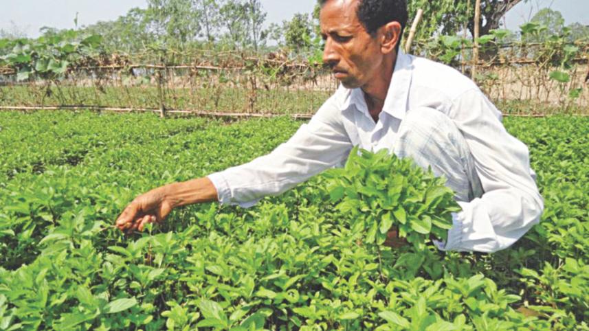 A farmer harvests mint.jpg