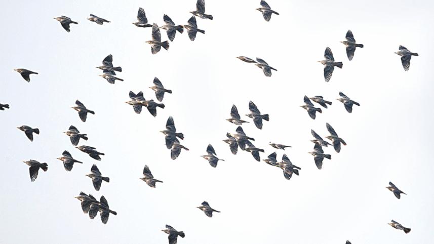 A murmuration.jpg