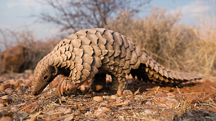 animal.jpg