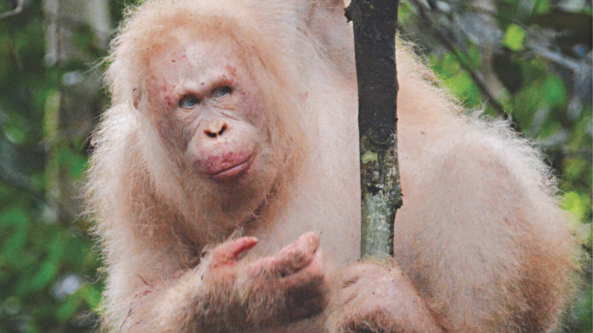 arangutan.jpg