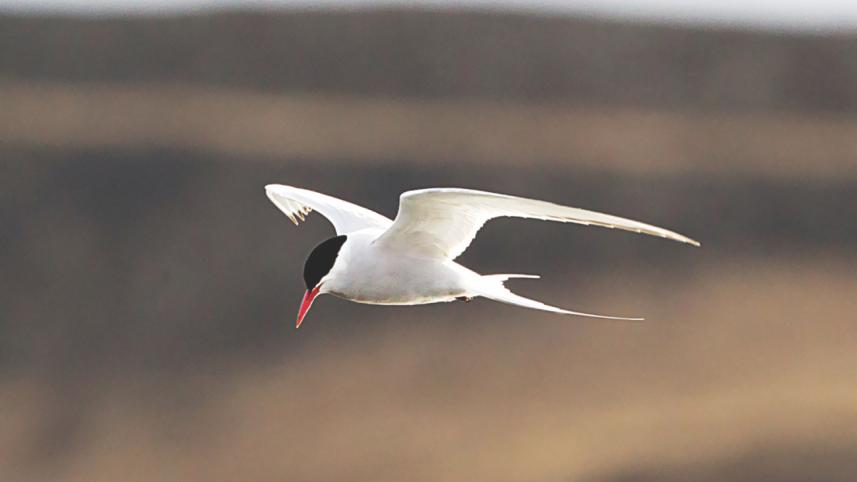 Arctic Tern.jpg