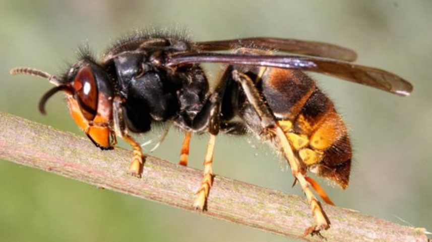 Asian-Hornet-web.jpg