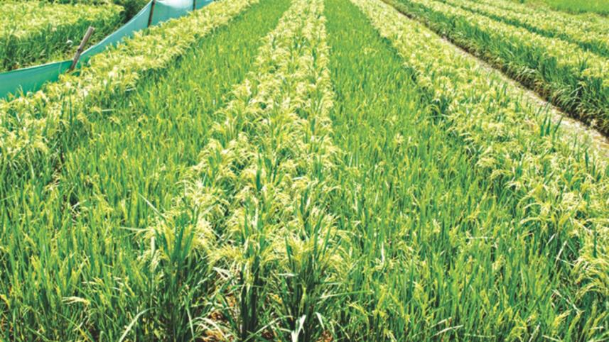 autometic cheer 1.jpg