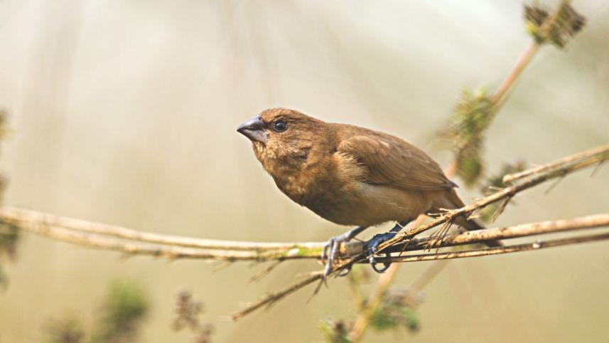 baby munia.jpg