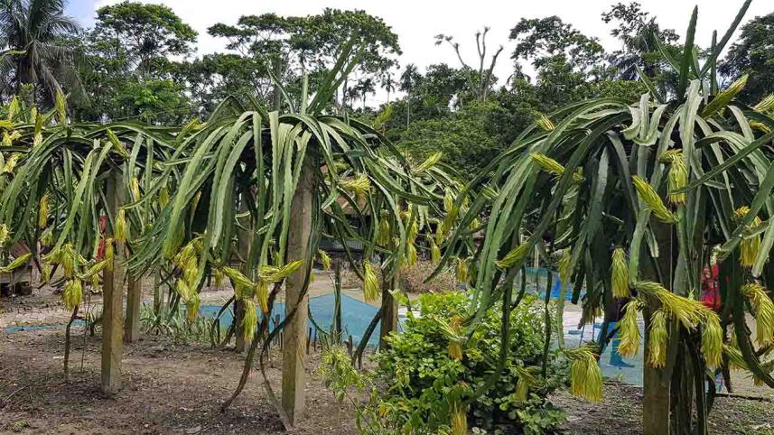 Bagerhat Dragon Cultivation Pic 3.jpg