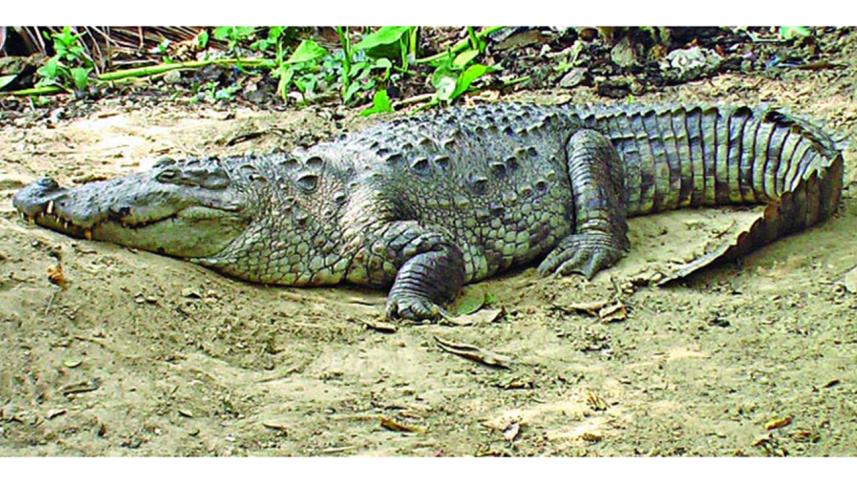 Bagerhat Photo of crocodile.jpg