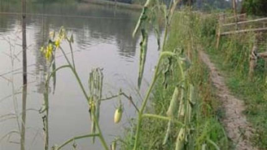 Bagerhat tomato risk.jpg