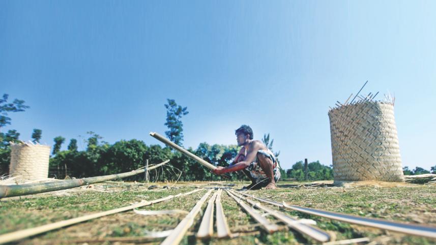 Bamboo Beauties1.jpg
