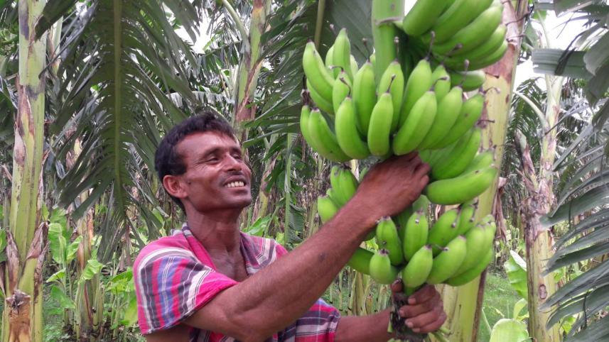 Bananas lalmonirhat char.jpg