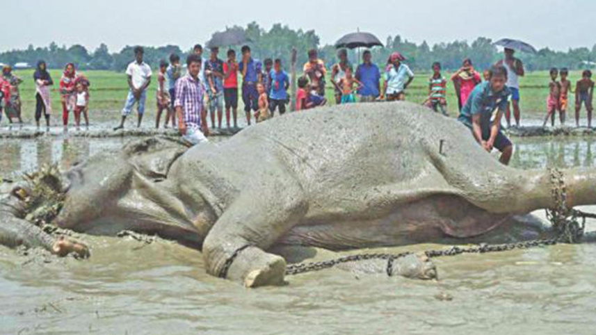 Bangabahadur-Wb.jpg