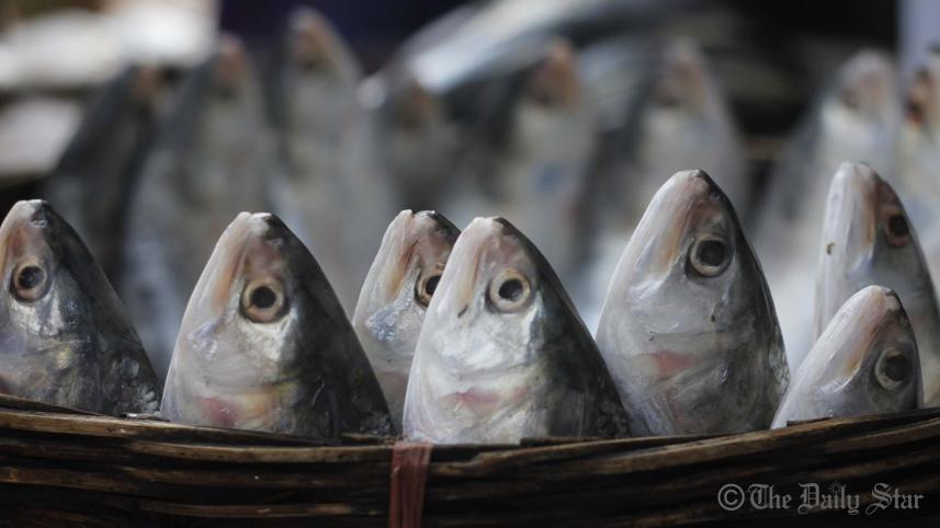 barisal-photo-Hilsa-WB.jpg