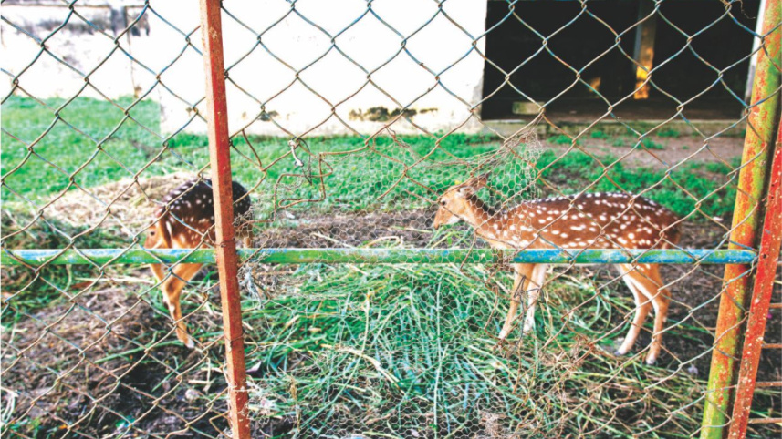 Be humane to animals