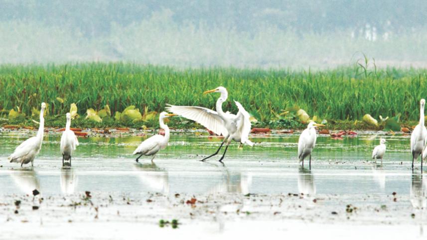 beautiful egrets.jpg