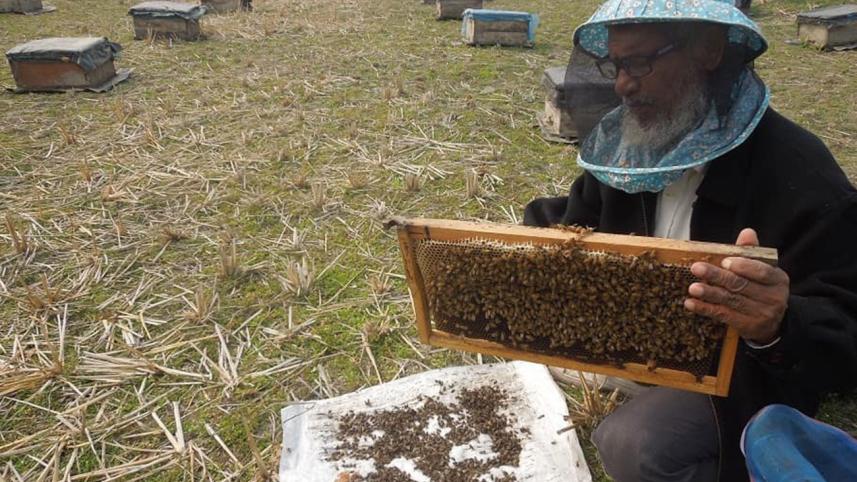 BeesWB.jpg