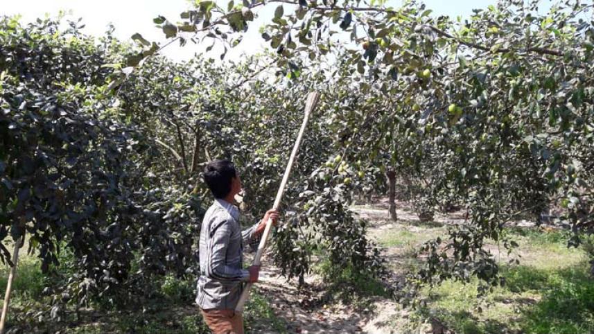 Benapole ---Boroi cultivation
