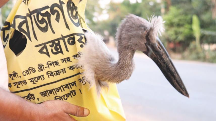 Bird-poaching rampant.jpg