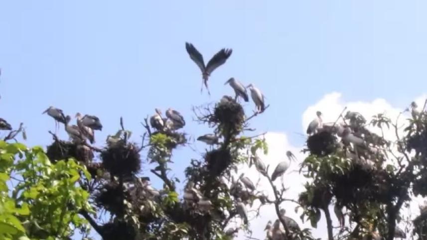 bird nest.jpg
