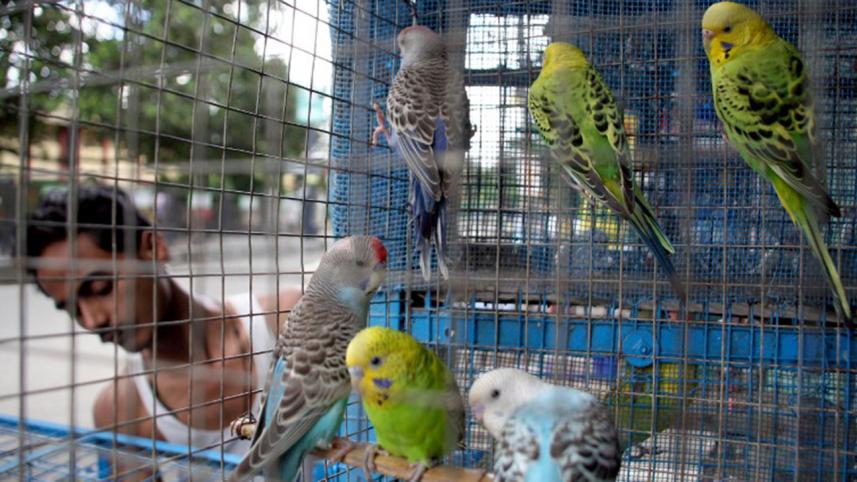 Birds-can't-be-caged-pic-NS.jpg