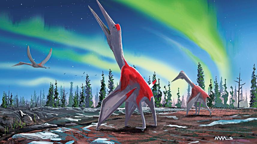 birds.jpg