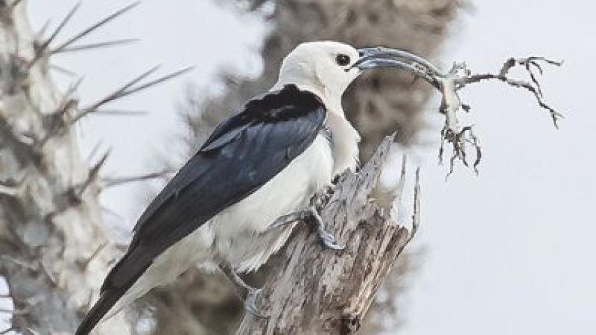 Birds Madagascar.jpg
