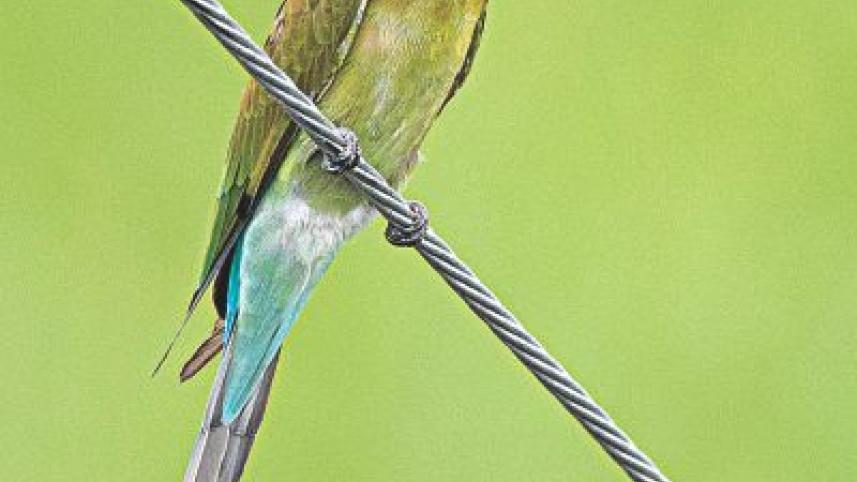 Blue-tailed Bee-eater.jpg