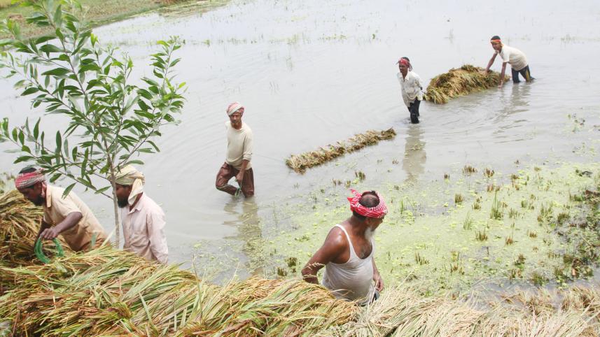Boro-harvest-in-Tangail.jpg