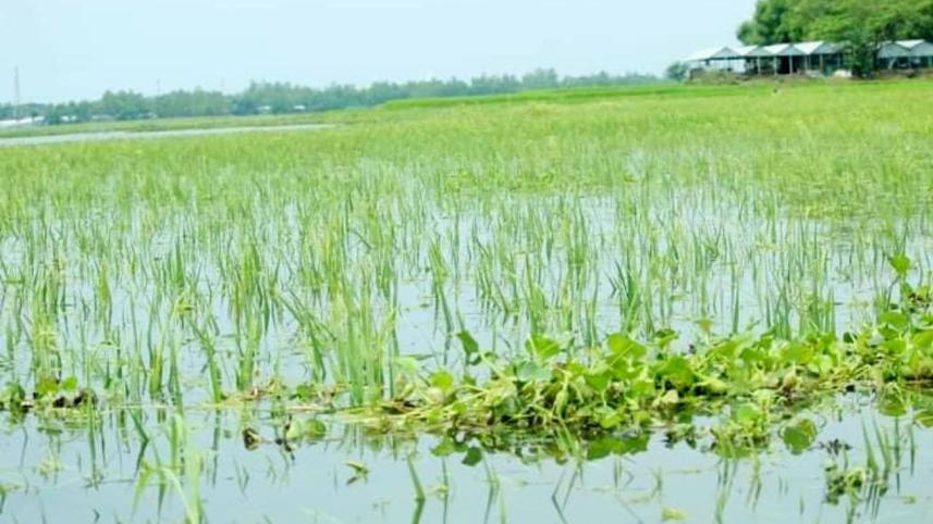 Boro paddy