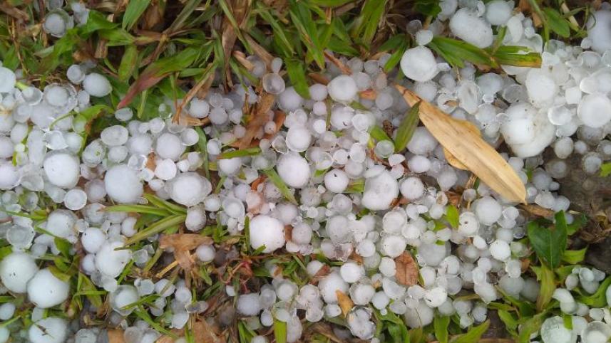 Hailstorm damages crops