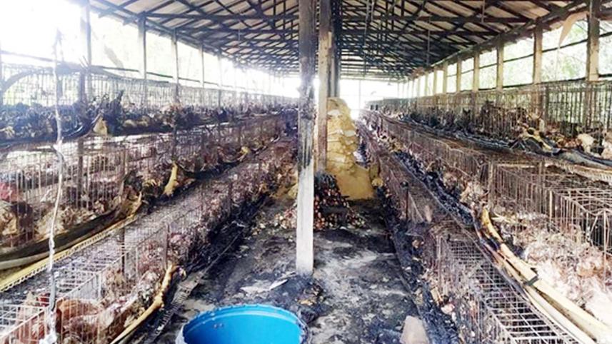 burnt-poultry-farm-Moulvibazar.jpg