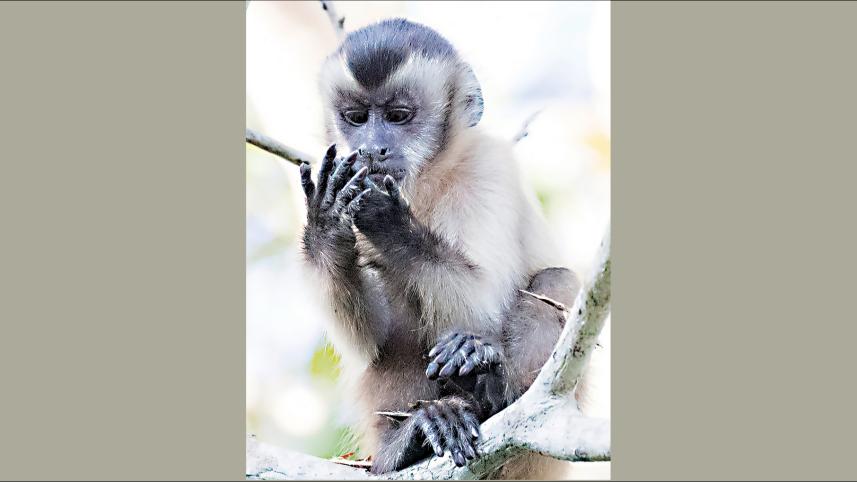 Capuchin Monkey.jpg
