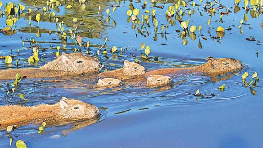 Capybaras.jpg