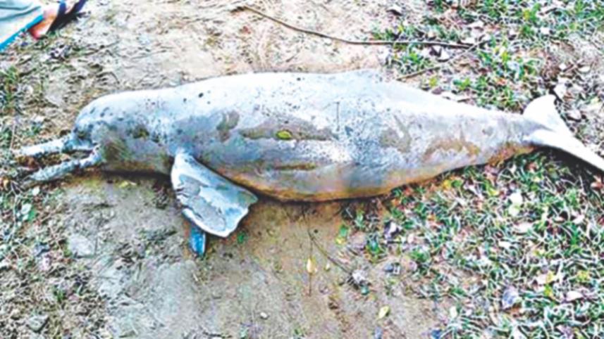 carcass of dolphin.jpg