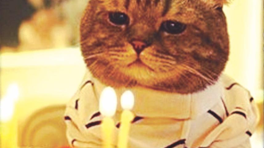 cats birthday